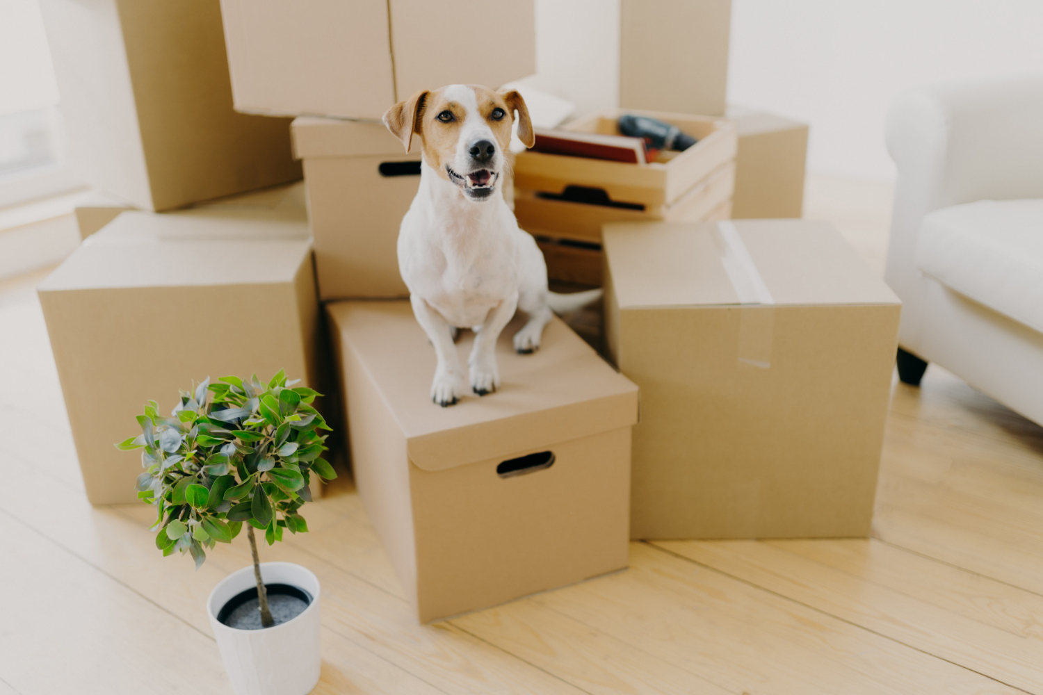 little brown white jack russel terrier dog poses cardboard boxes 1